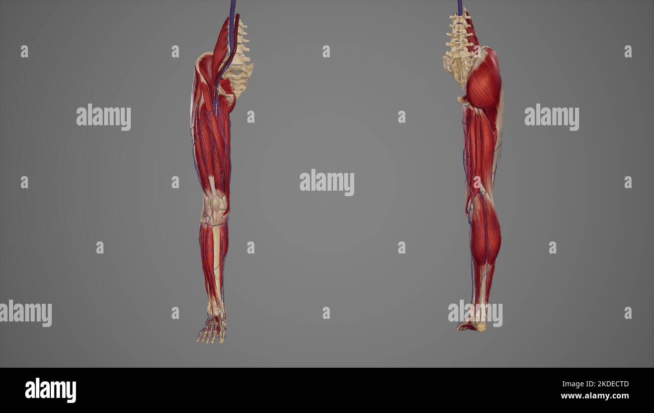 arto inferiore con muscoli, vasi sanguigni vista anteriore e posteriore Foto Stock