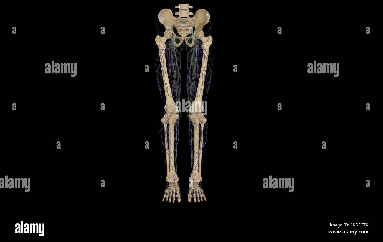 anatomia linfatica dell'arto inferiore Foto Stock