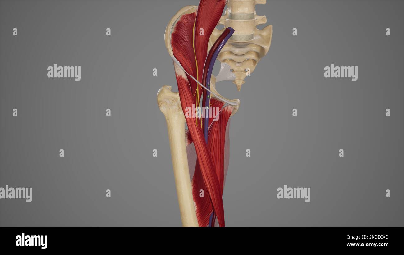 Illustrazione anatomica del triangolo femorale Foto Stock