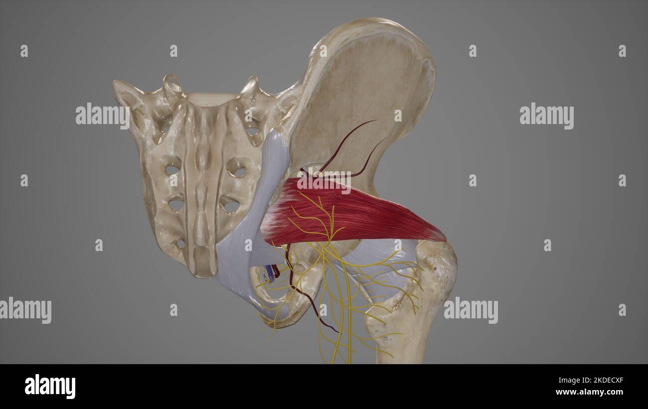 Anatomia del forame sciatico maggiore Foto Stock