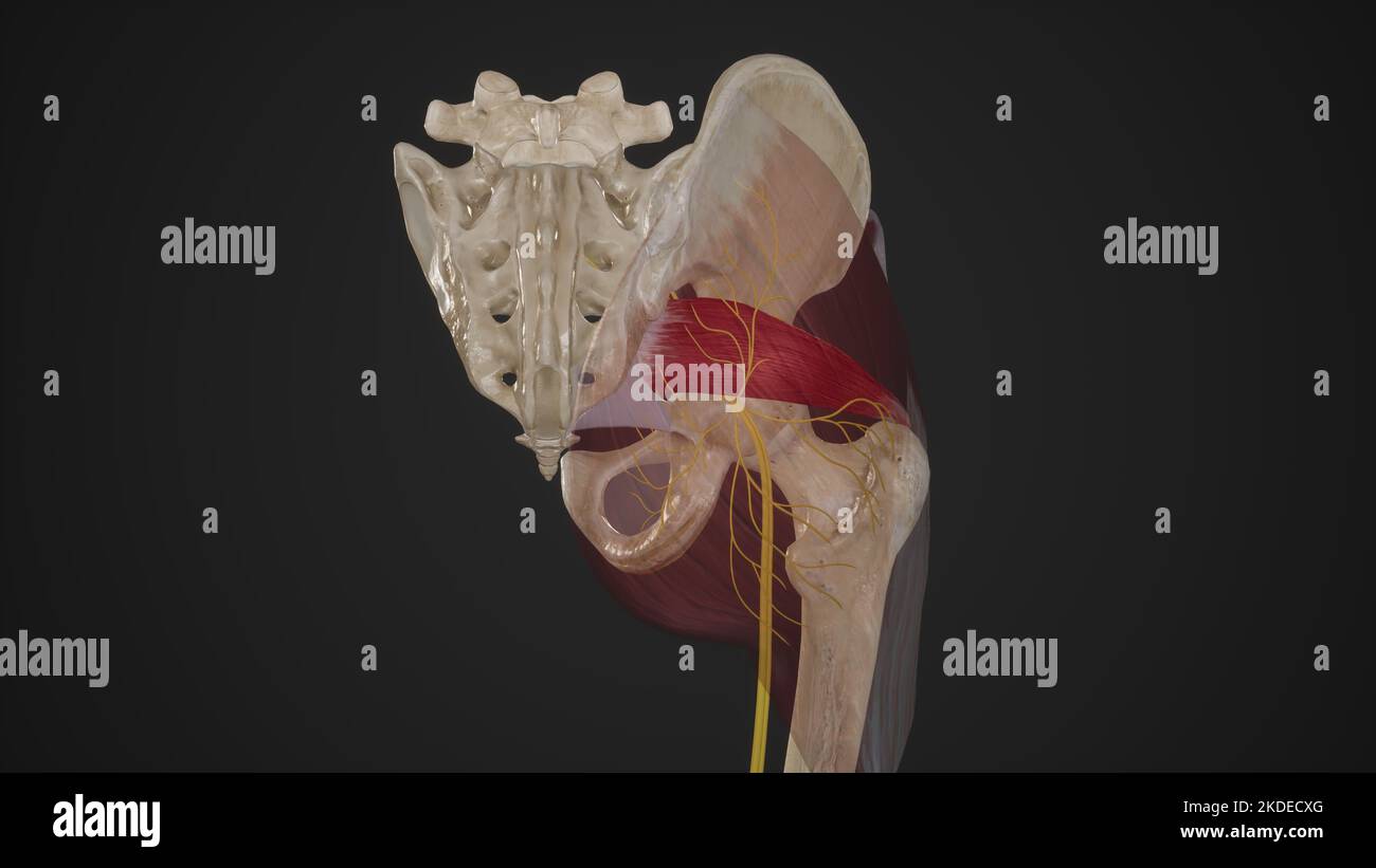 Illustrazione anatomica del nervo gluteo inferiore Foto Stock