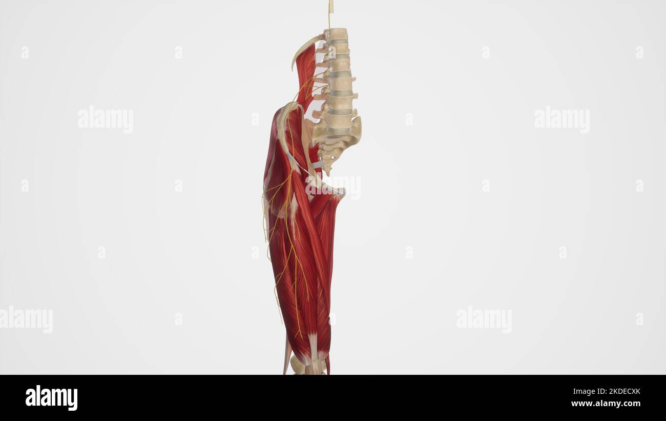 Nervo cutaneo femorale laterale Foto Stock