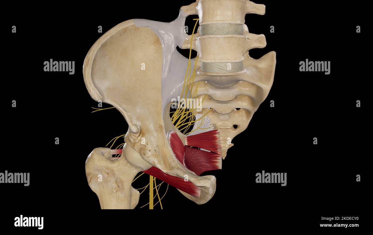 Illustrazione anatomica del Plexus sacrale Foto Stock