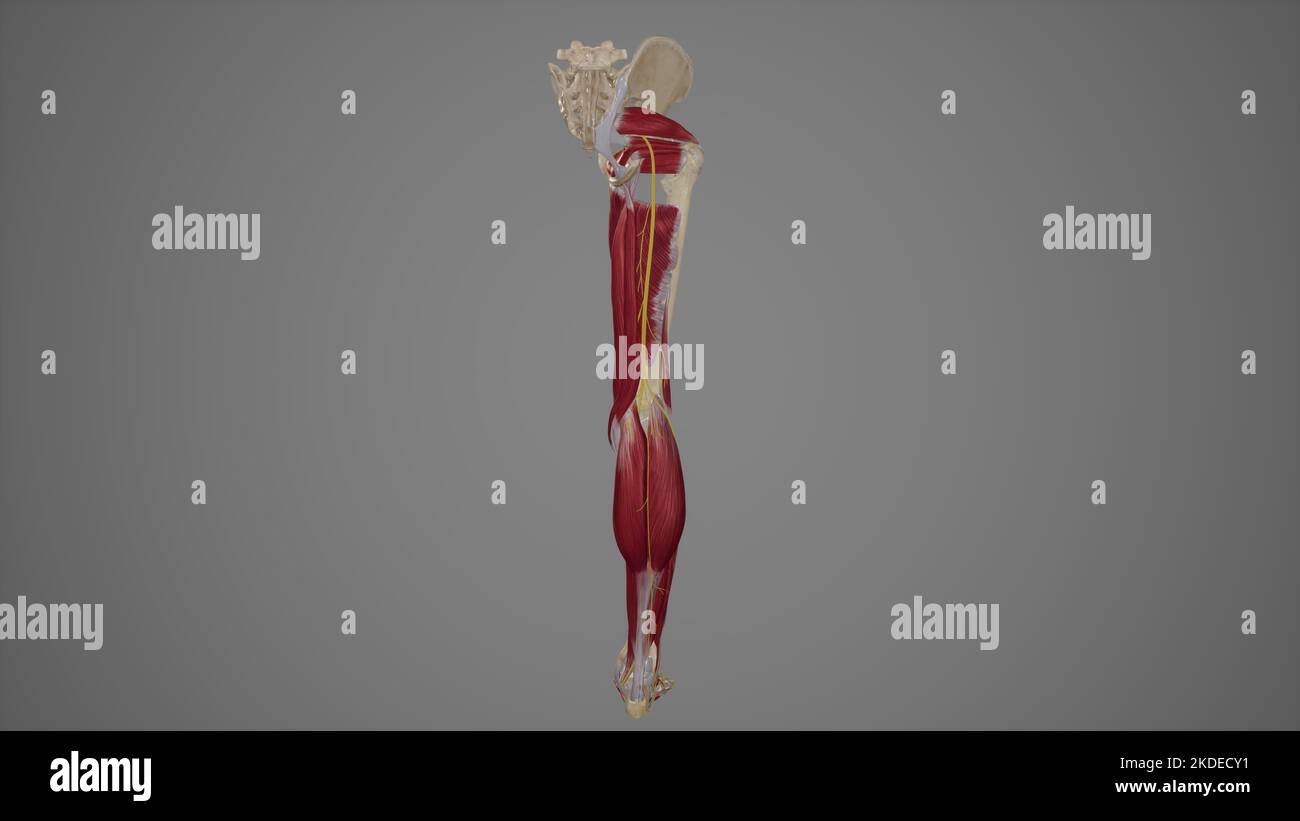 Illustrazione anatomica del nervo sciatico Foto Stock