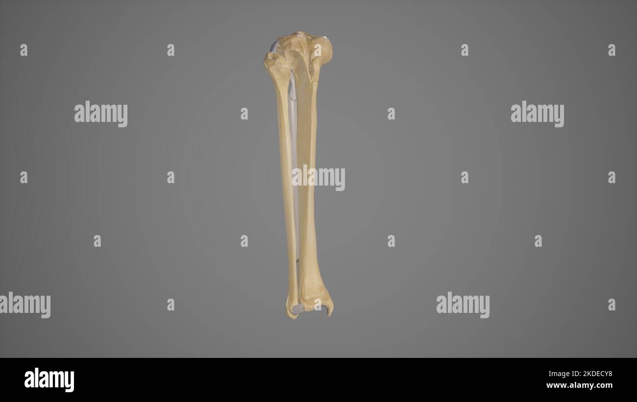 Illustrazione anatomica dei giunti tibiofibolari Foto Stock