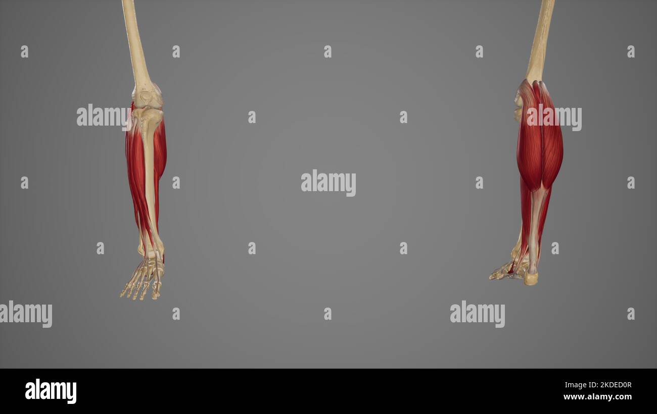 Vista anteriore e posteriore dei muscoli inferiori delle gambe Foto Stock