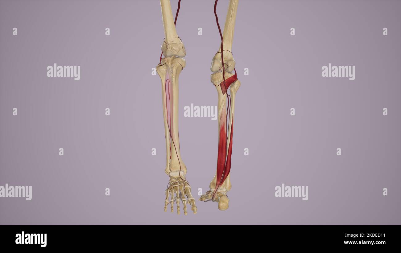 Alimentazione arteriosa alla gamba anteriore e posteriore tramite arteria poplitea e suoi rami Foto Stock