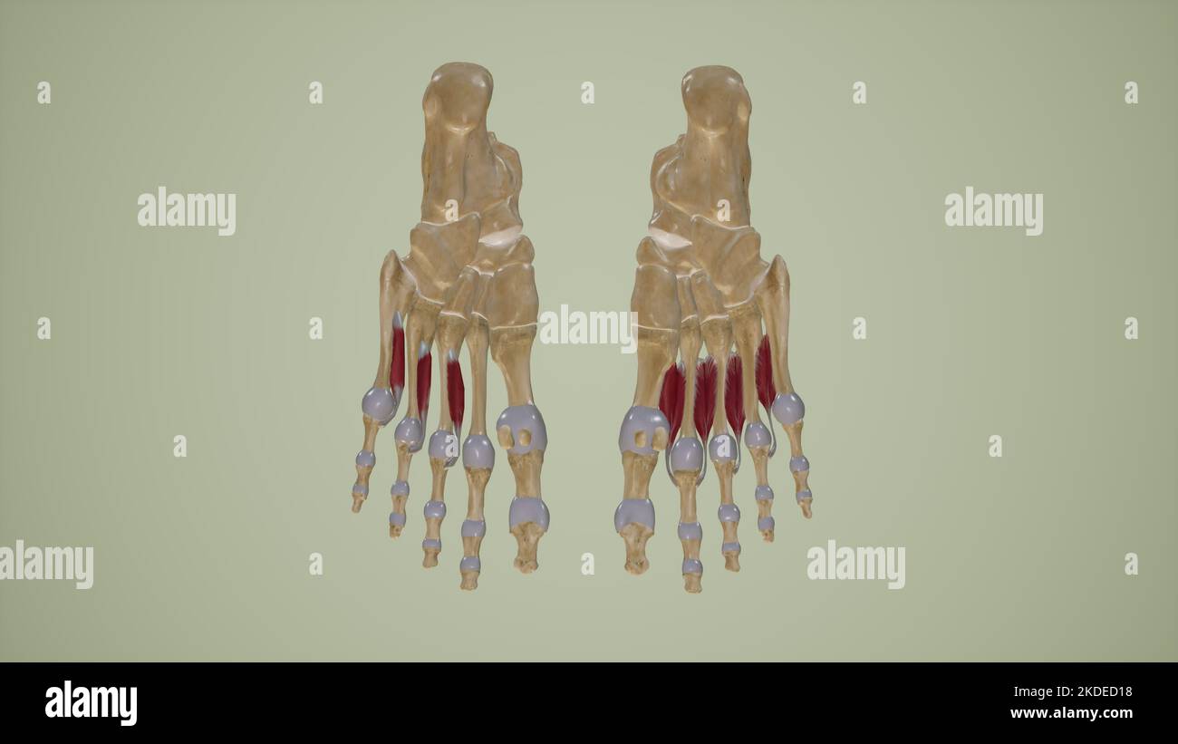Illustrazione medica dei muscoli interossei dorsali e plantari. Foto Stock