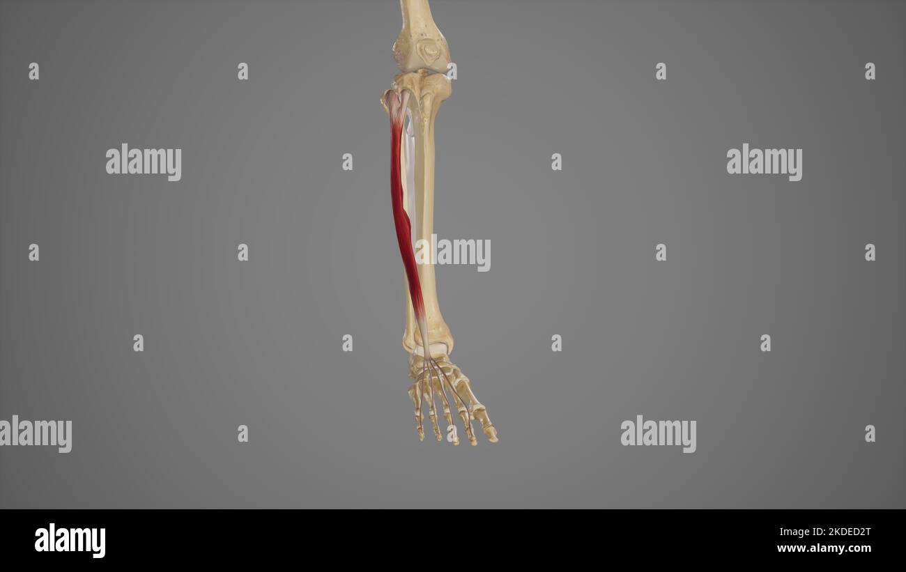 Illustrazione medica di Extensor digitorum Longus Foto Stock