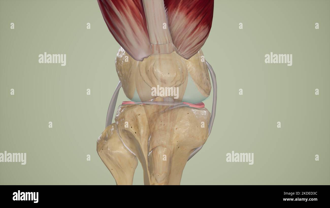 Vista anteriore dell'articolazione del ginocchio Foto Stock