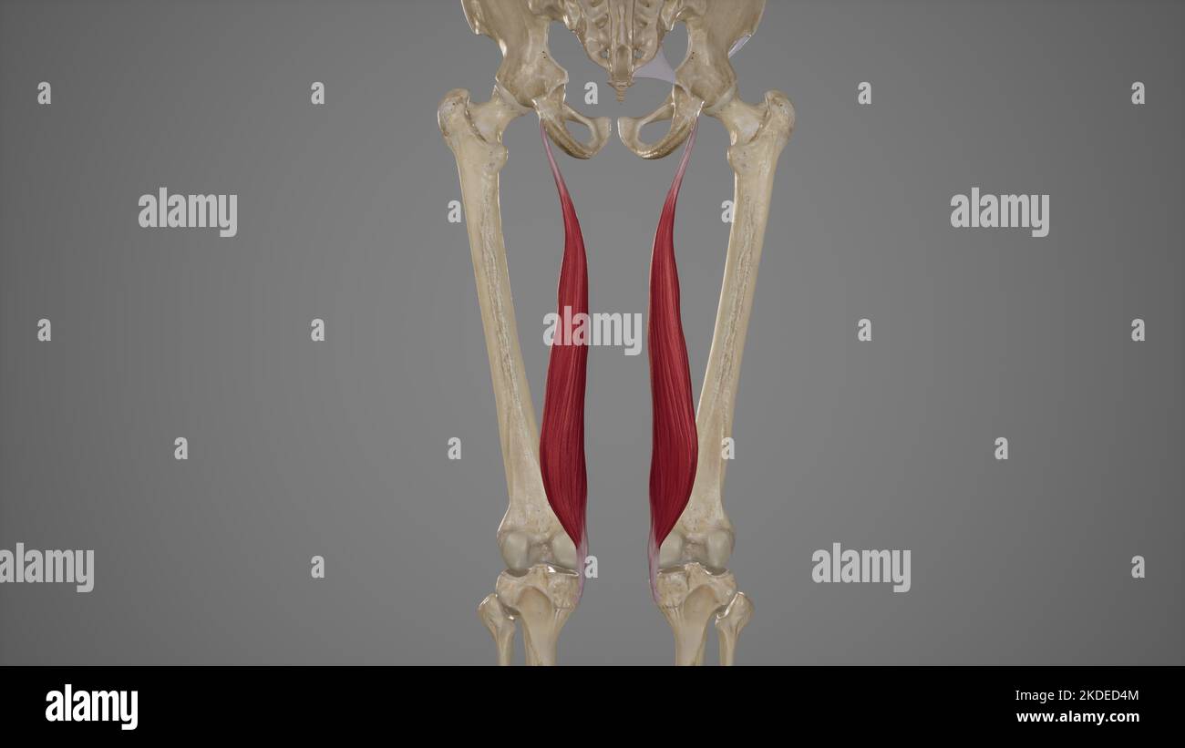 Illustrazione medica accurata del muscolo Semimembranosus Foto Stock