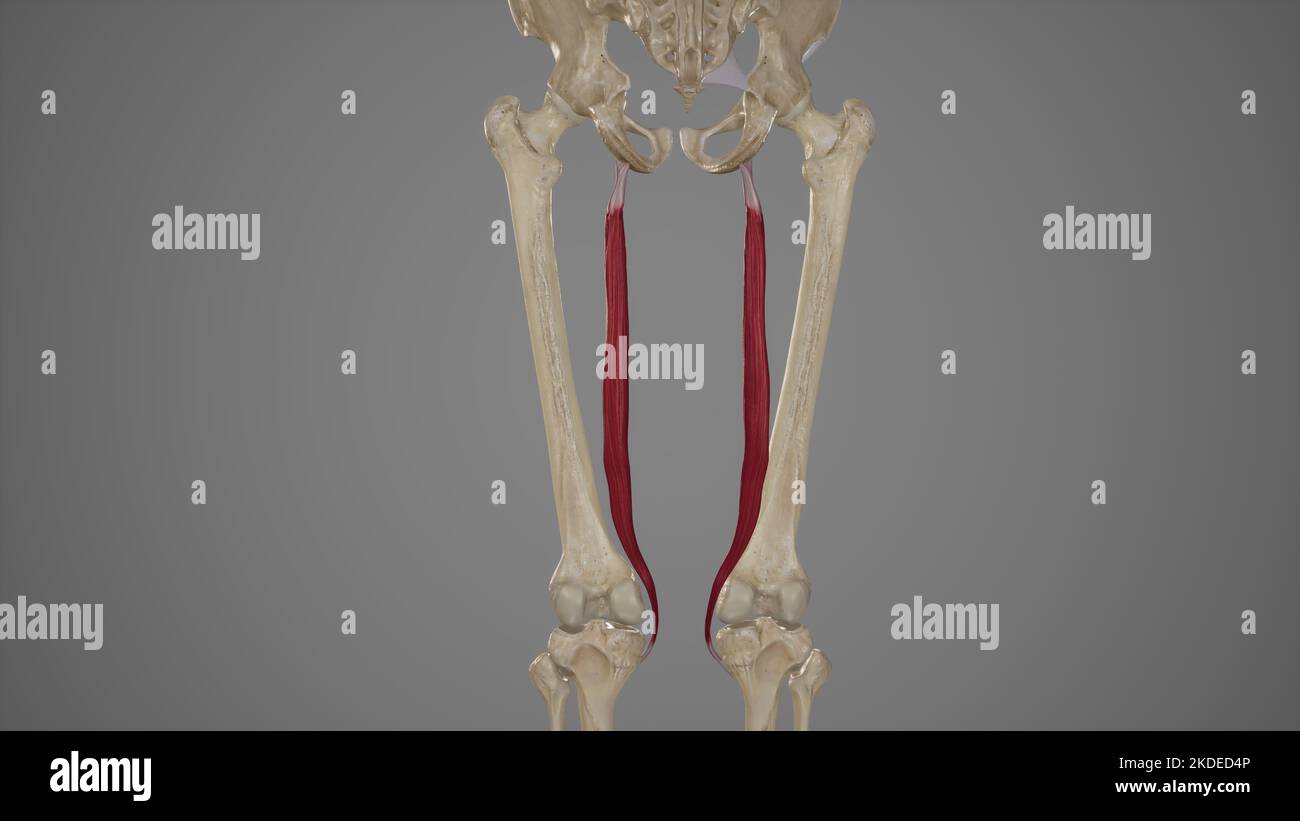 Illustrazione medica accurata di semitendinoso Foto Stock