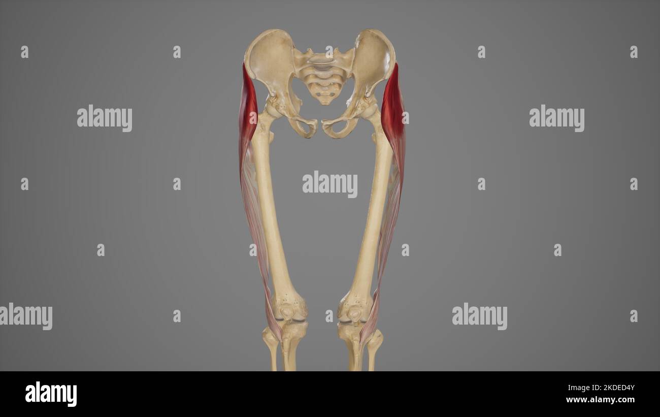 Illustrazione medica di Tensor fascia Lata muscolo Foto Stock