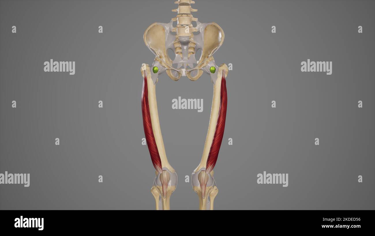Illustrazione medica del muscolo del vastus lateralis Foto Stock