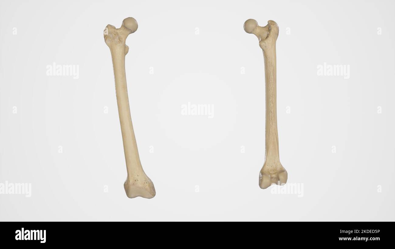 Vista anteriore e posteriore del femore (osso alto) Foto Stock