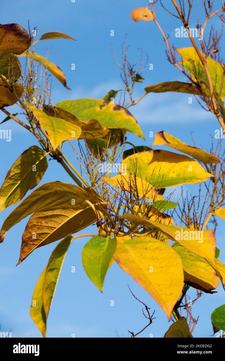 Autunno, Fallopia japonica, giapponese knotweed, pianta, foglie, Stelo Foto Stock