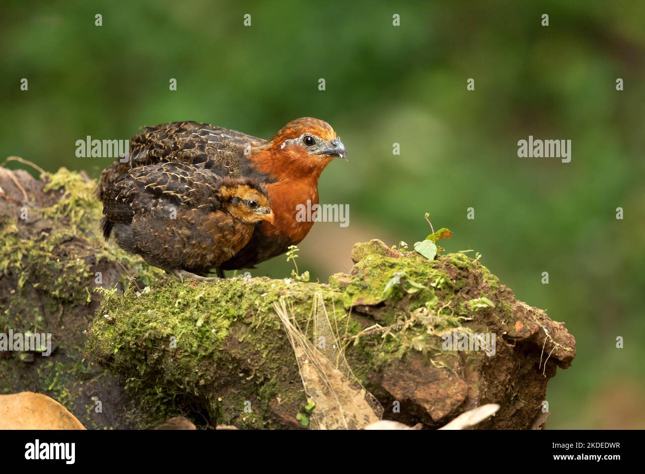 Quaglia in legno di castagno Foto Stock