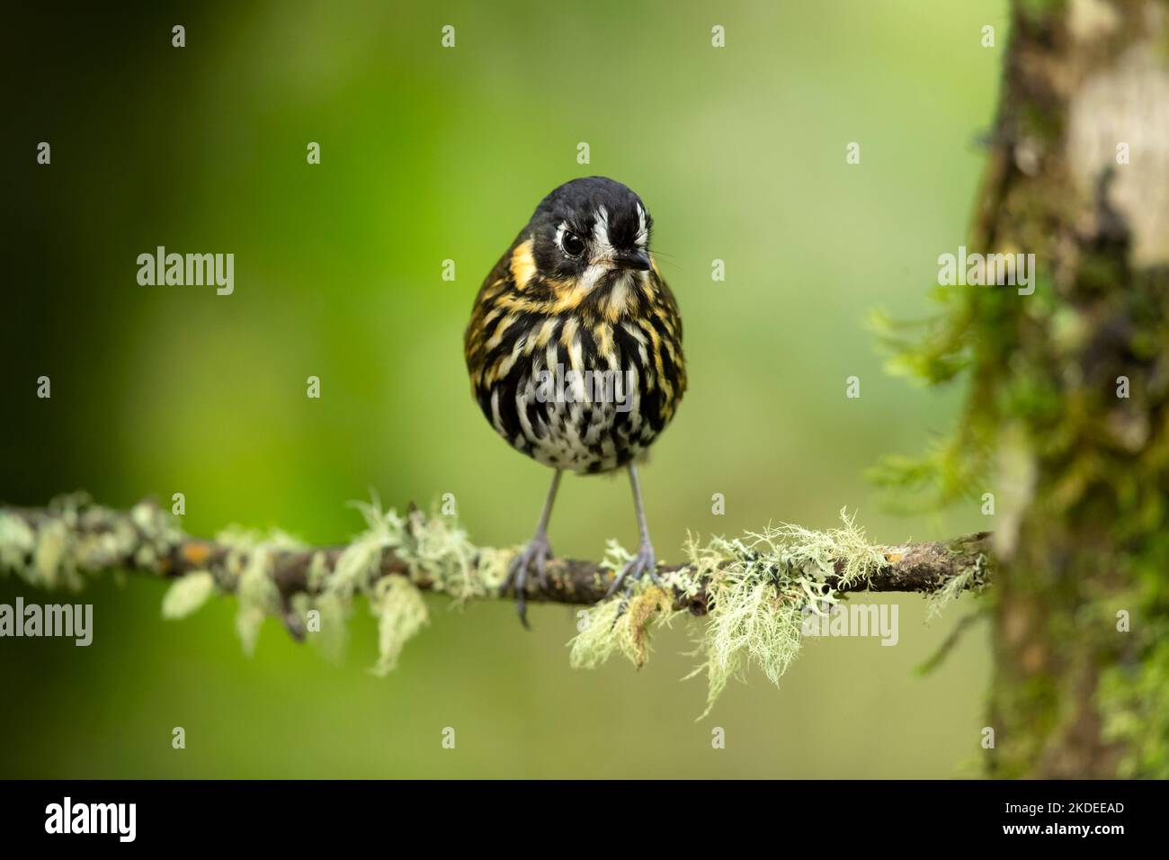 L'antpitta di fronte alla mezzaluna Foto Stock