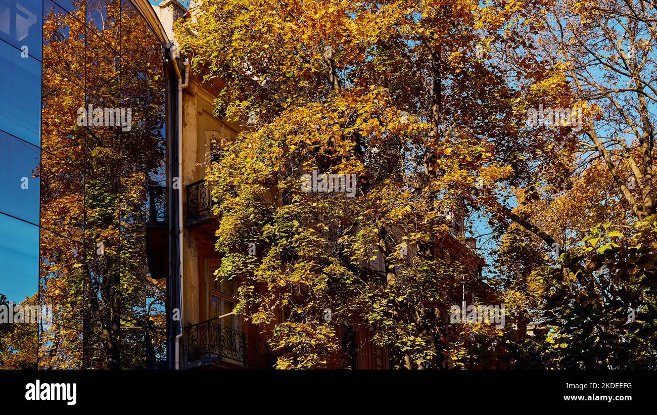 La corona di alberi con il fogliame giallo si riflette nella parete di vetro dell'edificio. Un edificio residenziale può essere visto sullo sfondo nella b Foto Stock