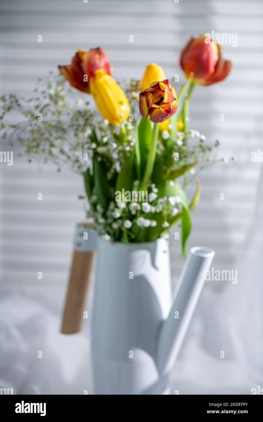 tulipani in un annaffiatoio bianco vicino alla finestra su sfondo bianco. primavera, luce del sole Foto Stock