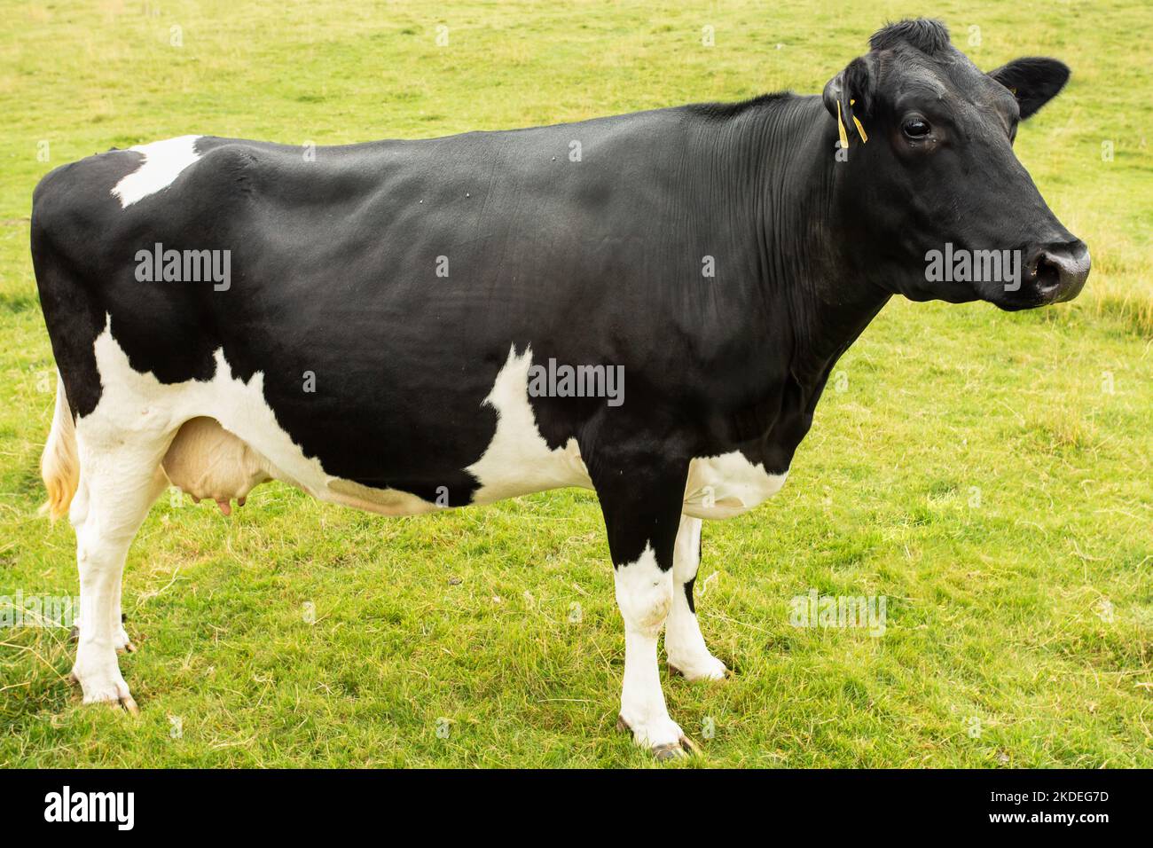 Primo piano di una fine vacca frisiana di Holstein, bianca e nera, che si affaccia direttamente in un prato verde, Yorkshire Dales, Regno Unito. Orizzontale. Spazio per la copia Foto Stock