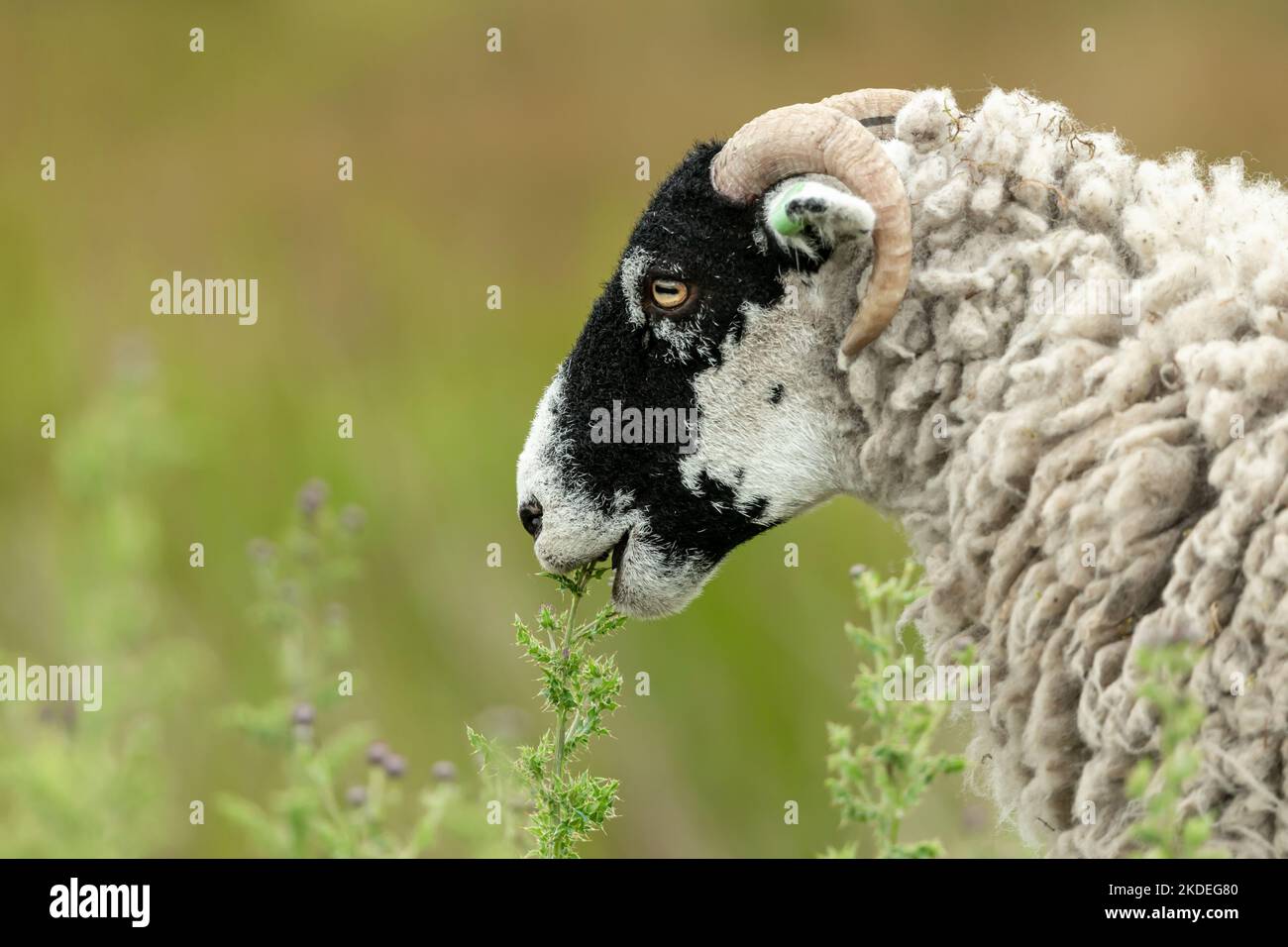 Pecora Swaledale o pecora femminile, che si munching sulle cime Thistle in estate. Primo piano. Rivolto a sinistra. Le pecore di Swaledale sono native alla zona. Pulire lo sfondo Foto Stock