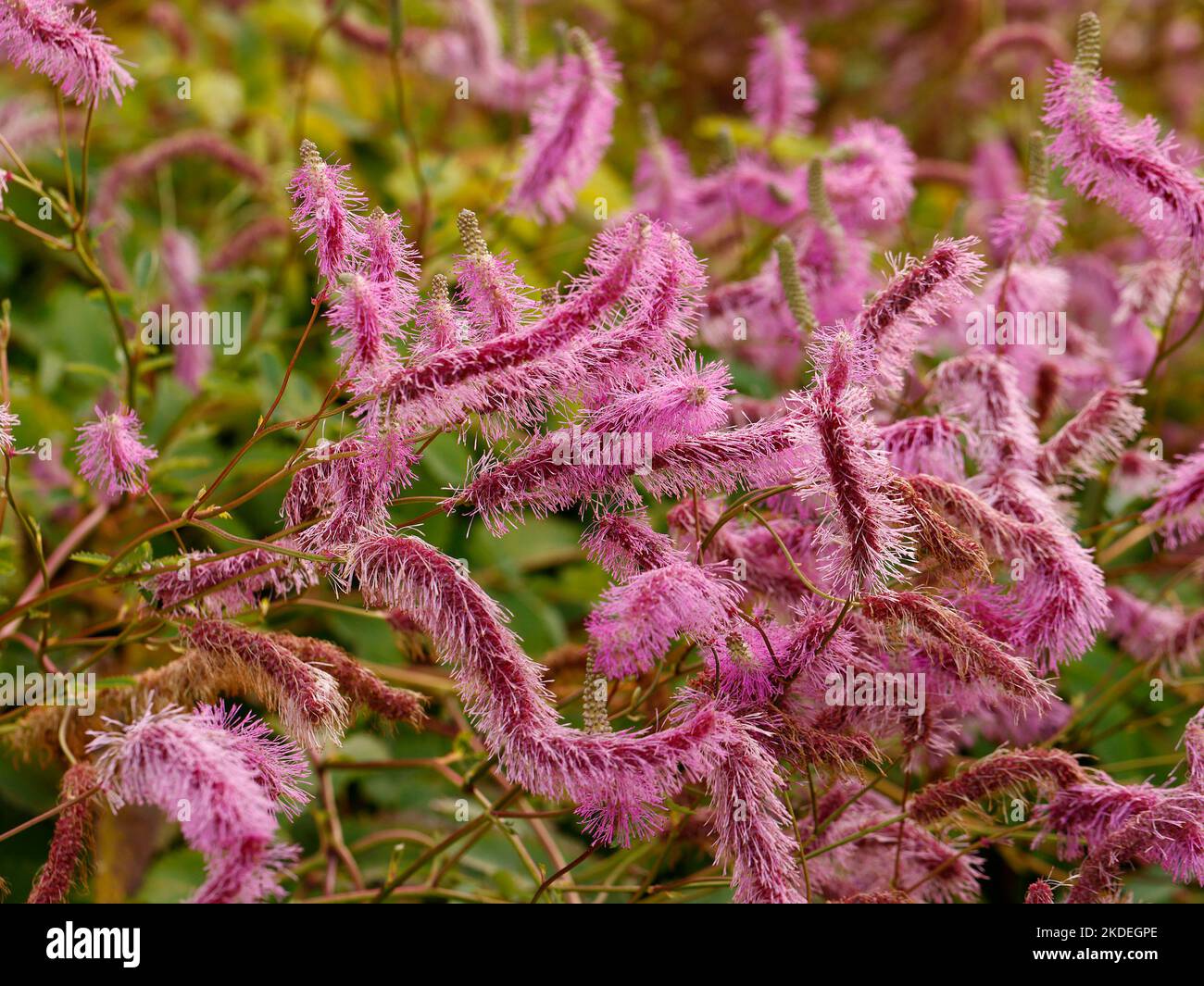 Primo piano del giardino erbaceo perenne pianta Sanguisorba hakusanensis Lilac Squirrel con fiori di lilla. Foto Stock