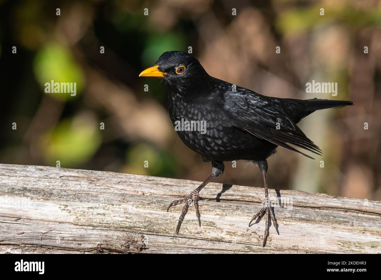 Uccello nero maschio (Turdus merula, uccello nero comune), Inghilterra, Regno Unito Foto Stock