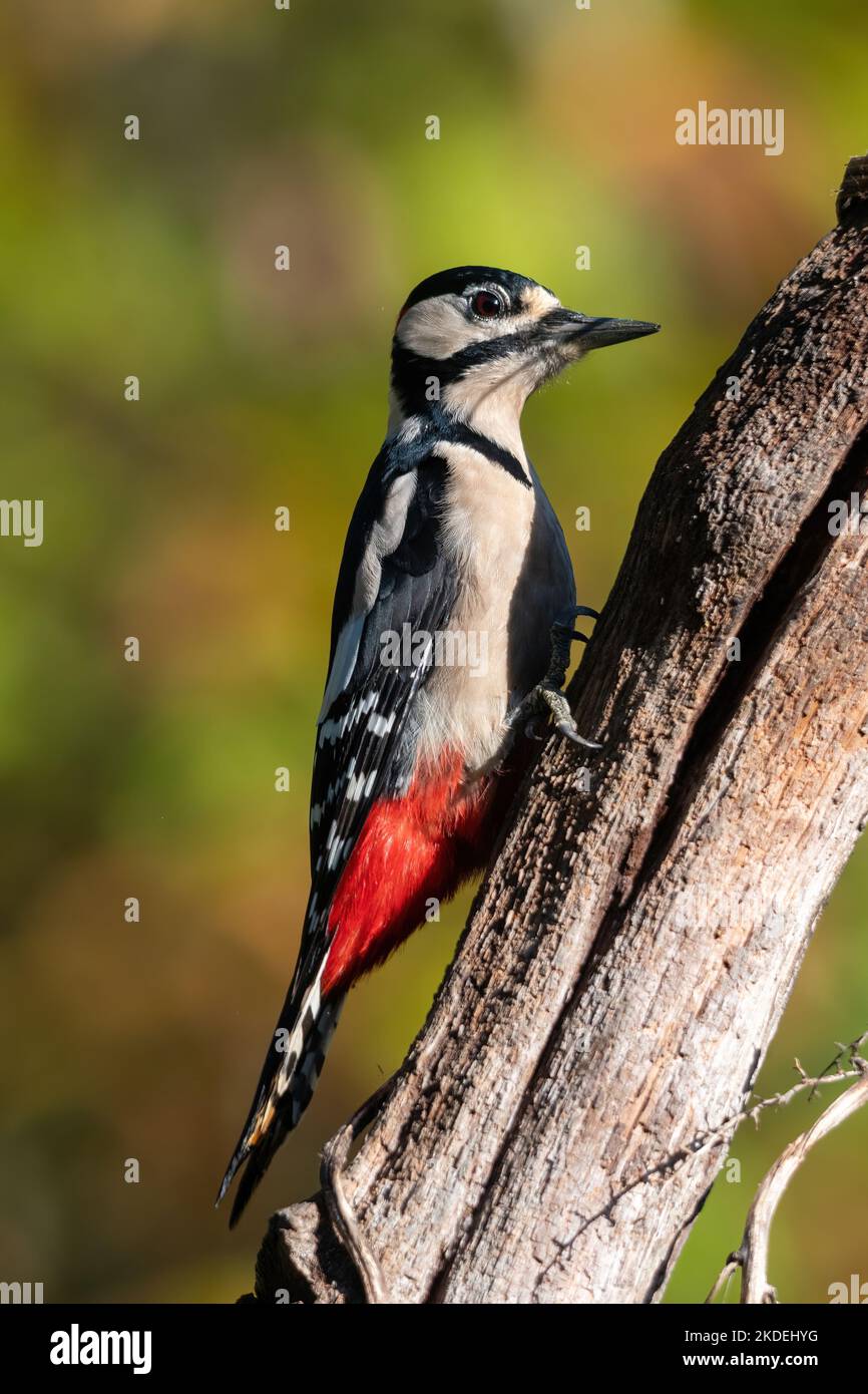 Grande uccello picchio macchiato (Dendrocopos Major), Inghilterra, Regno Unito Foto Stock