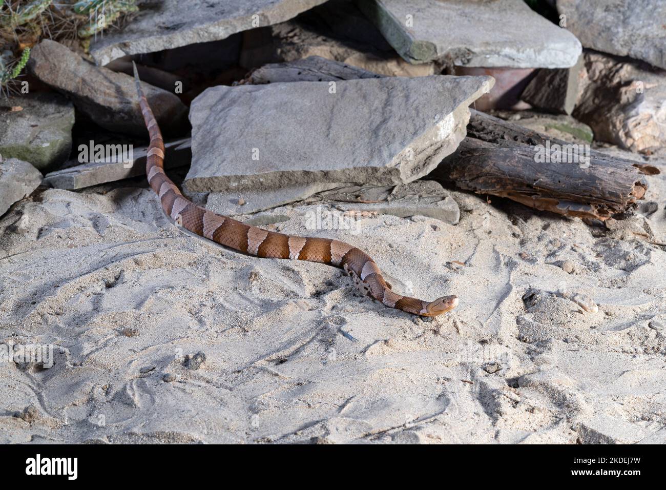 Primo piano immagine di Copperhead (Agkistrodon contortrix) Foto Stock