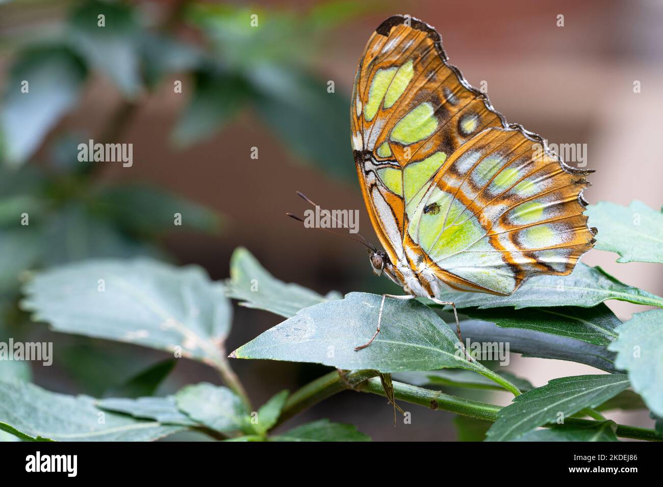 La malachite (stelenes Siproeta), primo piano della farfalla Foto Stock