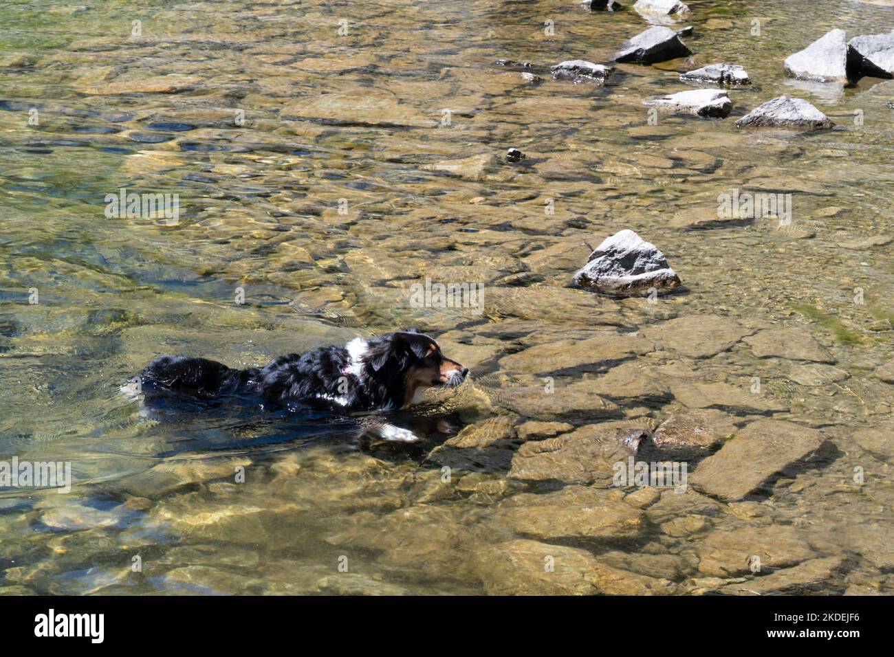 Il cane pastore nuota in un piccolo lago Foto Stock