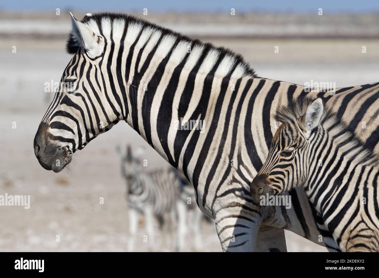 Zebre di Burchell (Equus quagga burchellii), fallo di zebra e adulto, ritratto animale, profilo, Parco Nazionale di Etosha, Namibia, Africa Foto Stock