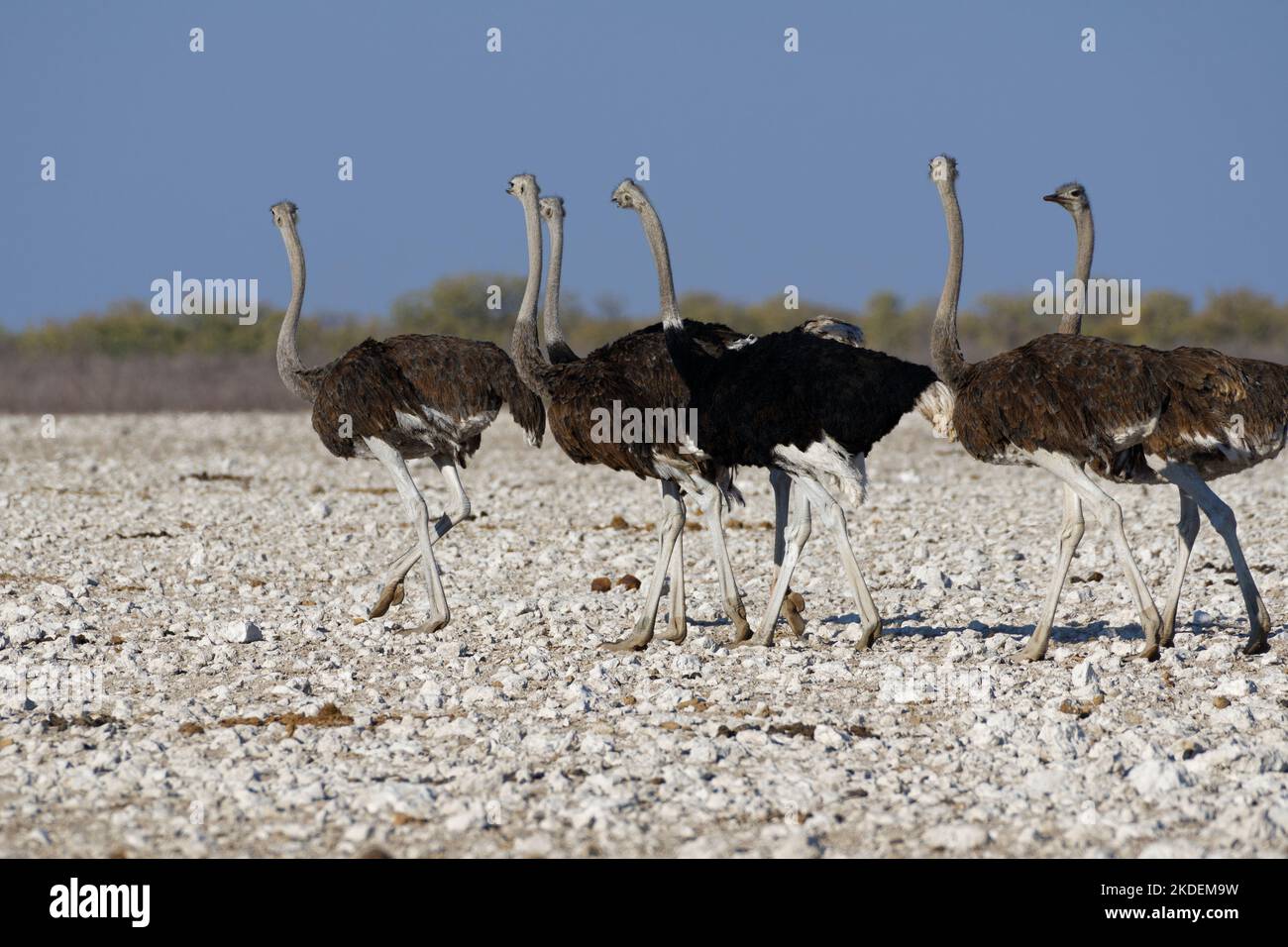 Struzzi sudafricani (Struthio camelus australis), camminate per mandria, struzzi adulti e maschi che lasciano la buca d'acqua, Parco Nazionale di Etosha, Namibia, Foto Stock