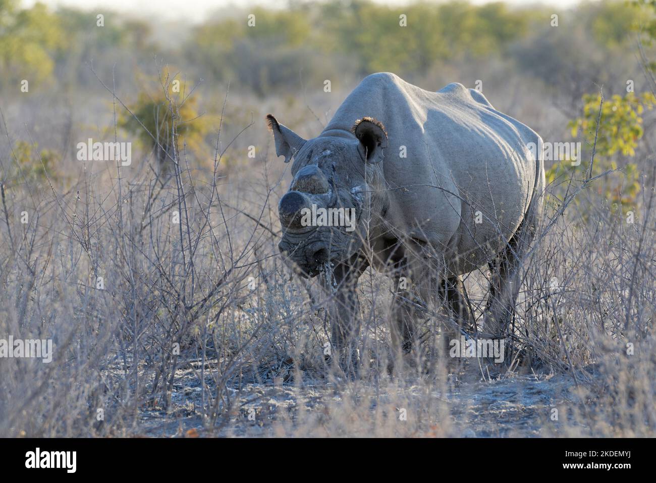 Rinoceronte nero (Diceros bicornis) con corna segate, misura anti-bracconaggio, alimentazione per adulti su un arbusto, Parco Nazionale Etosha, Namibia, Africa Foto Stock Rinoceronte nero (Diceros bicornis) con corna segate, misura anti-bracconaggio, alimentazione per adulti su un arbusto, Parco Nazionale Etosha, Namibia, Africa Foto Stock