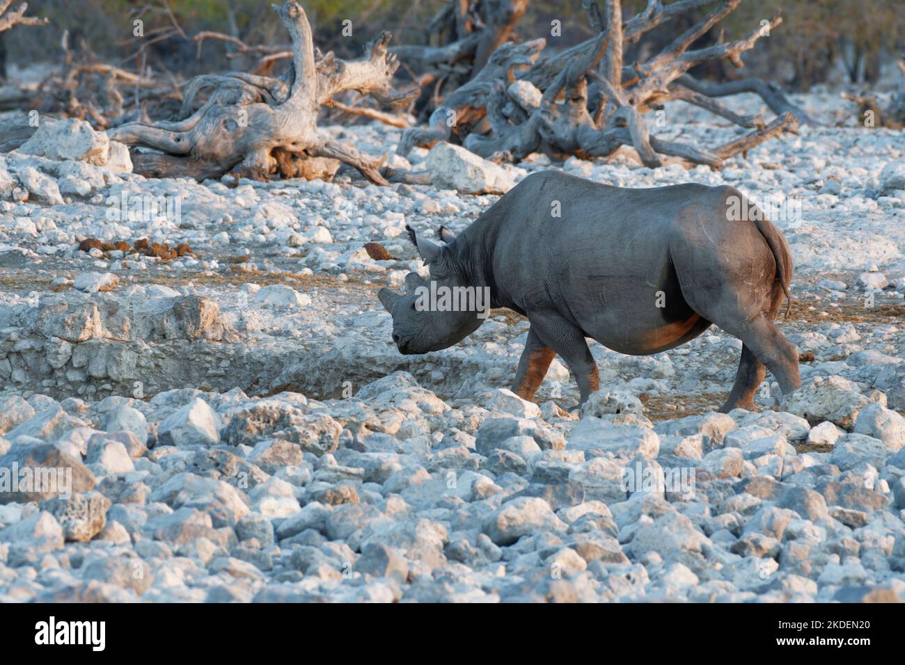 Rinoceronte nero (Diceros bicornis) con corna segate, misura anti-bracconaggio, adulto che cammina verso la buca d'acqua, luce notturna, Etosha NP, Namibia, Foto Stock Rinoceronte nero (Diceros bicornis) con corna segate, misura anti-bracconaggio, adulto che cammina verso la buca d'acqua, luce notturna, Etosha NP, Namibia, Foto Stock