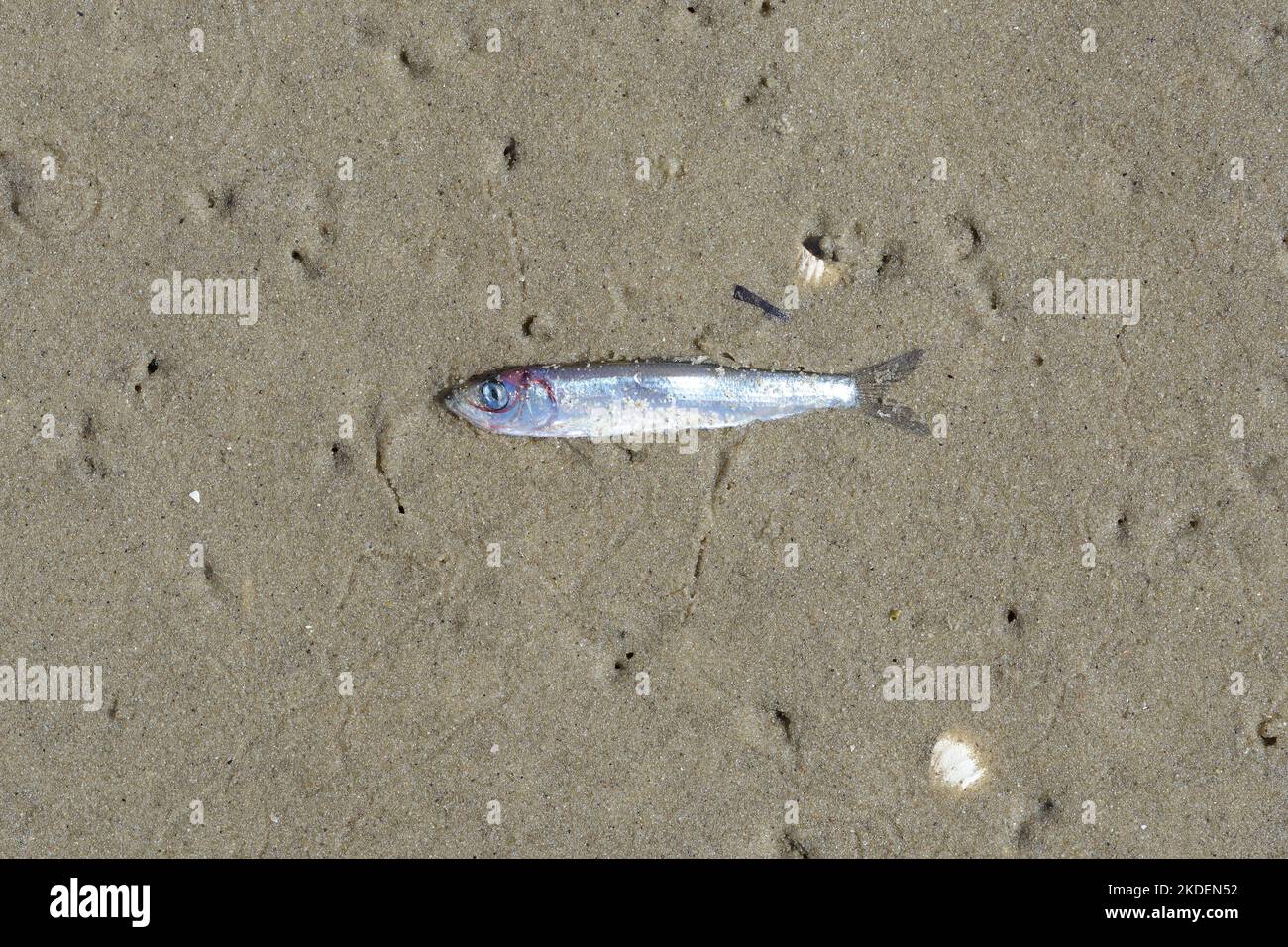 Aringa giovane morta (Clupea harengus), Mare del Nord, Germania Foto Stock