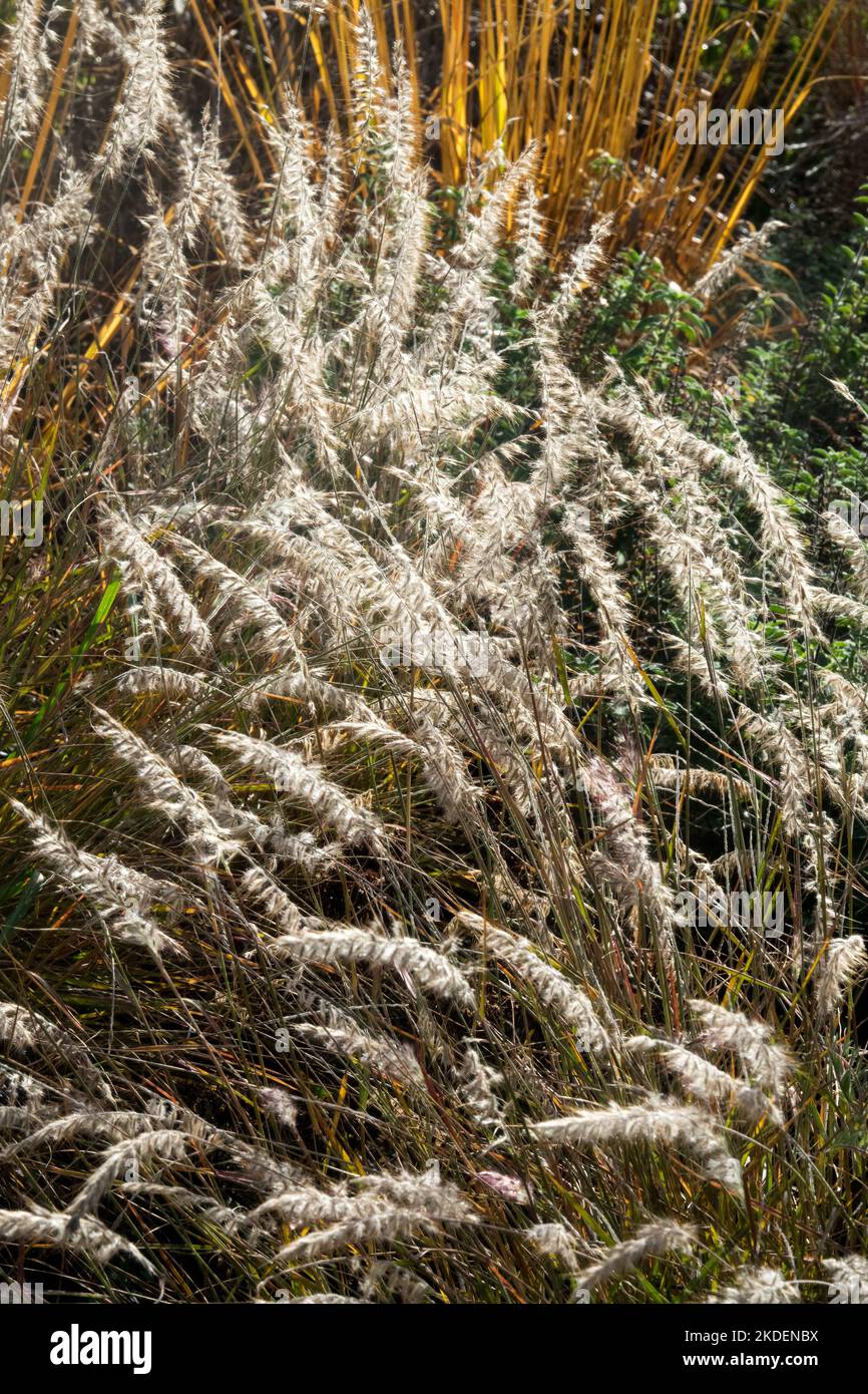Oriental Fountain Grass, Pennisetum orientale 'Tails' Foto Stock