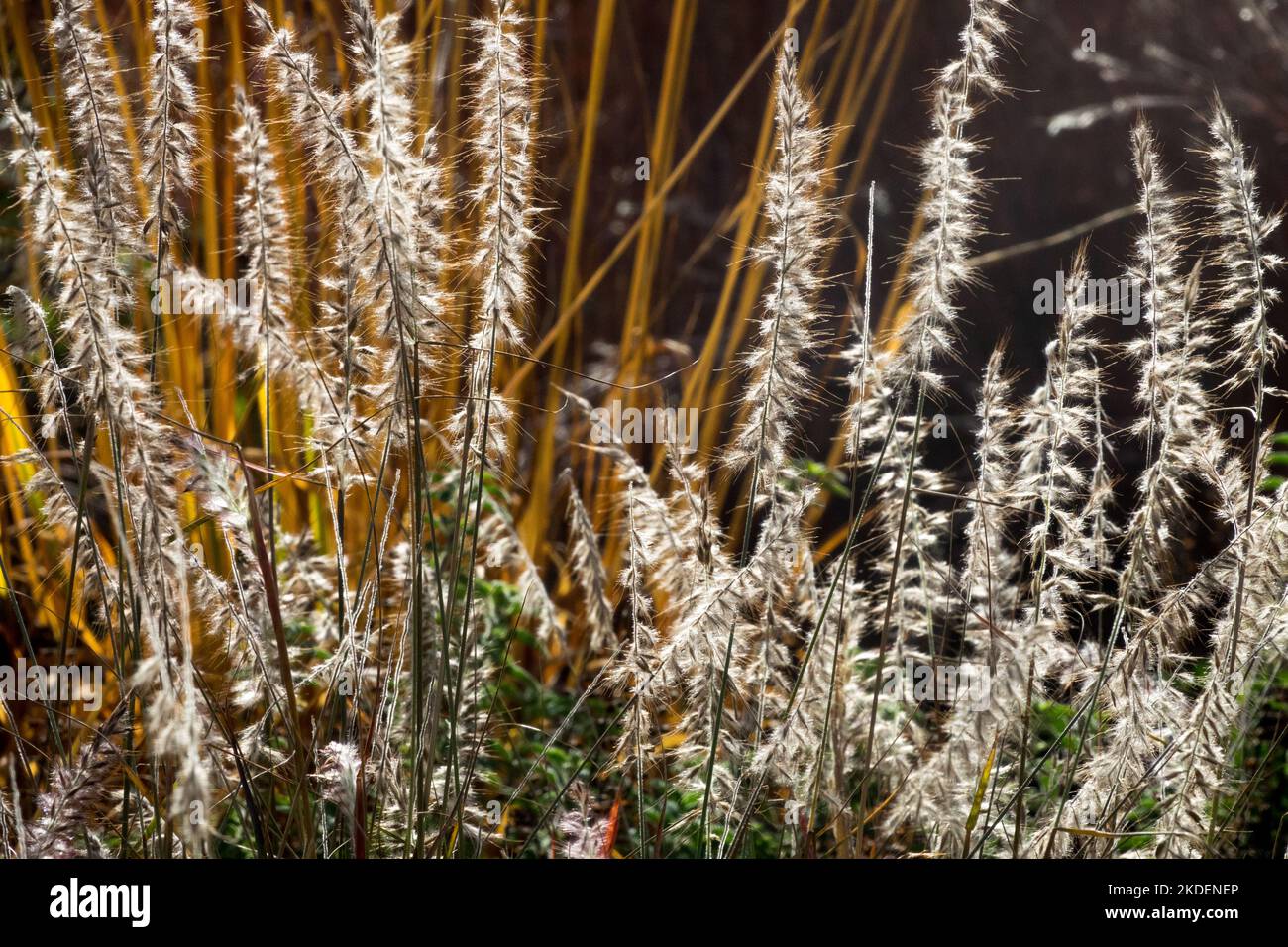 Giardino, Fountain Grass, Pennisetum, Seedheads, Pennisetum orientale Tails, Flowerheads, Flowers, Grass Foto Stock