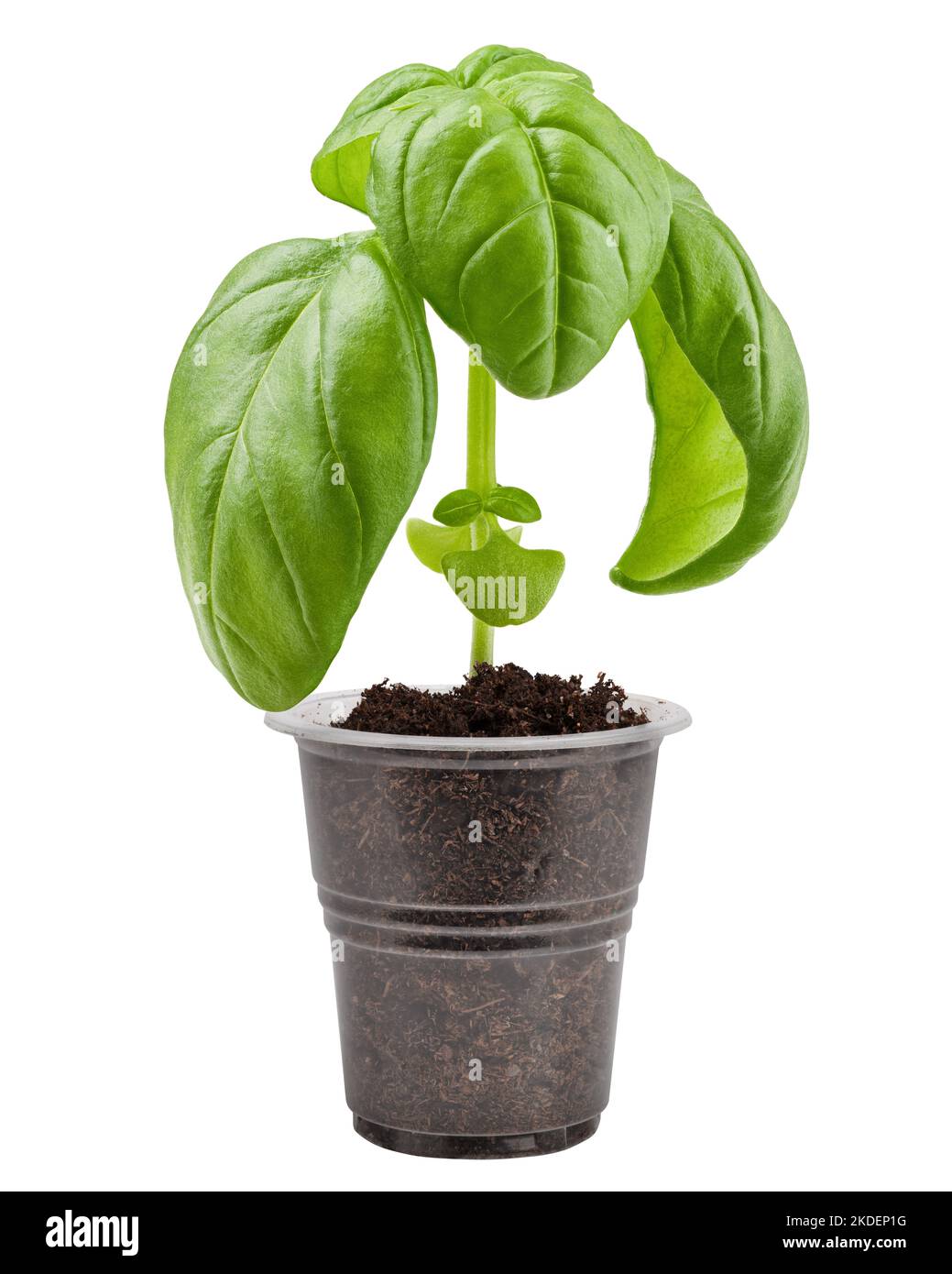 basilico, isolato su sfondo bianco, tracciato di ritaglio, piena profondità di campo Foto Stock