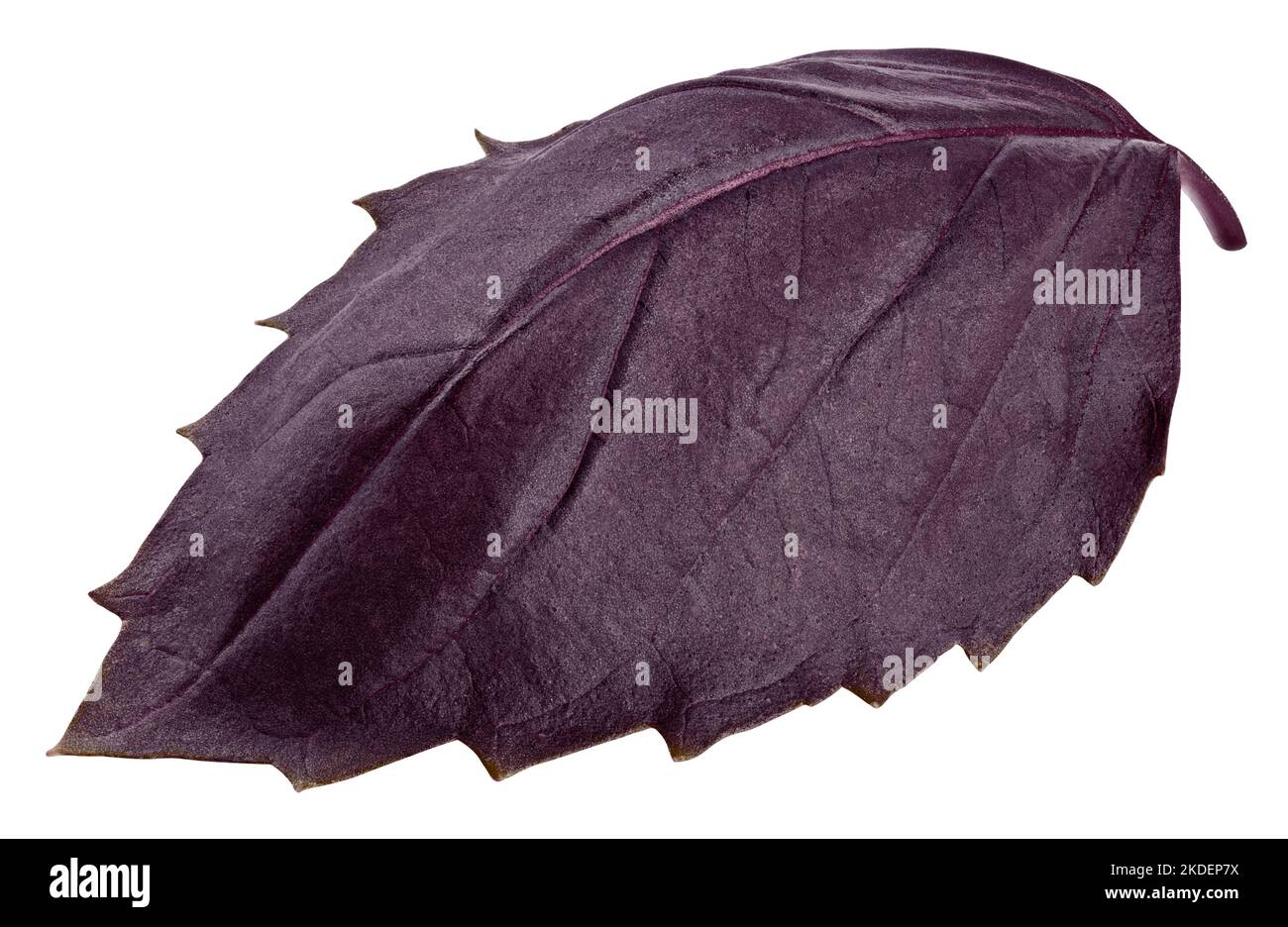 basilico, viola, rosso, viola, isolato su sfondo bianco, percorso di ritaglio, profondità di campo completa Foto Stock