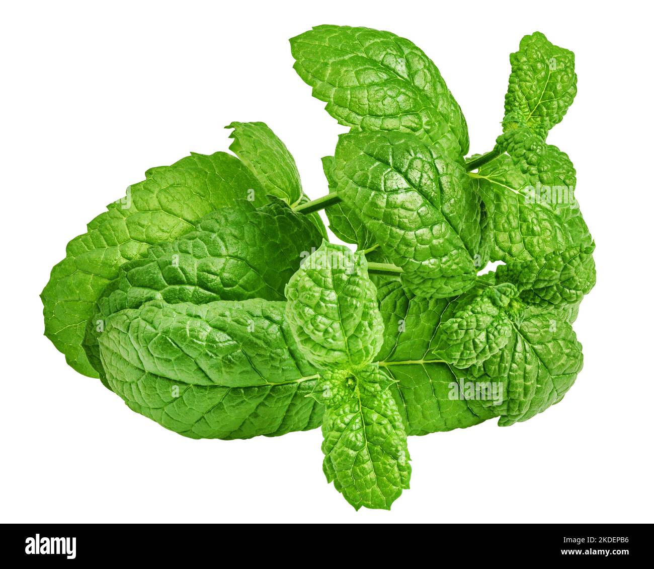 foglie di menta, menta verde, isolato su sfondo bianco, tracciato di ritaglio, profondità di campo completa Foto Stock