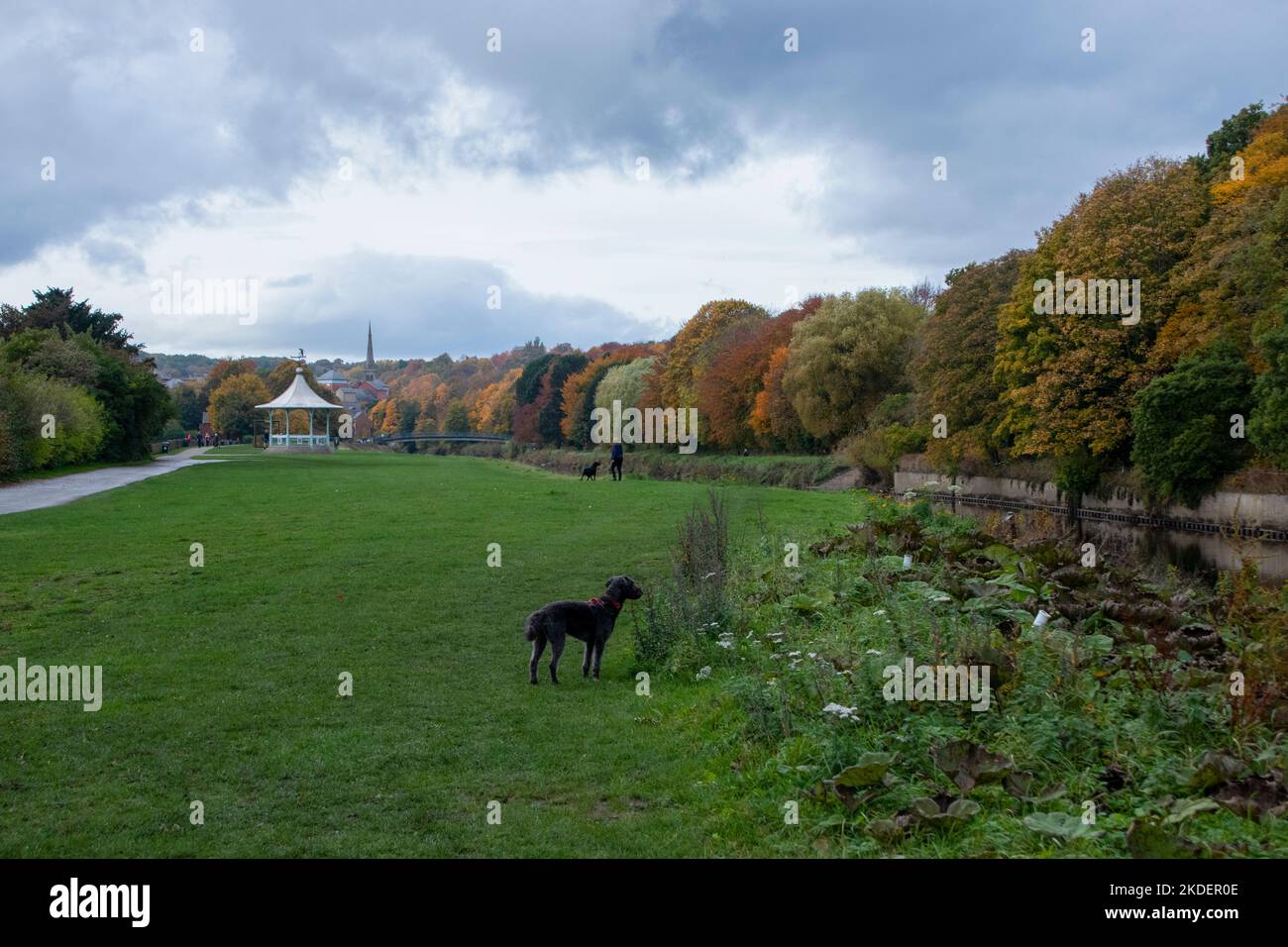 Colore autunnale su The River Wear a Durham City UK Foto Stock