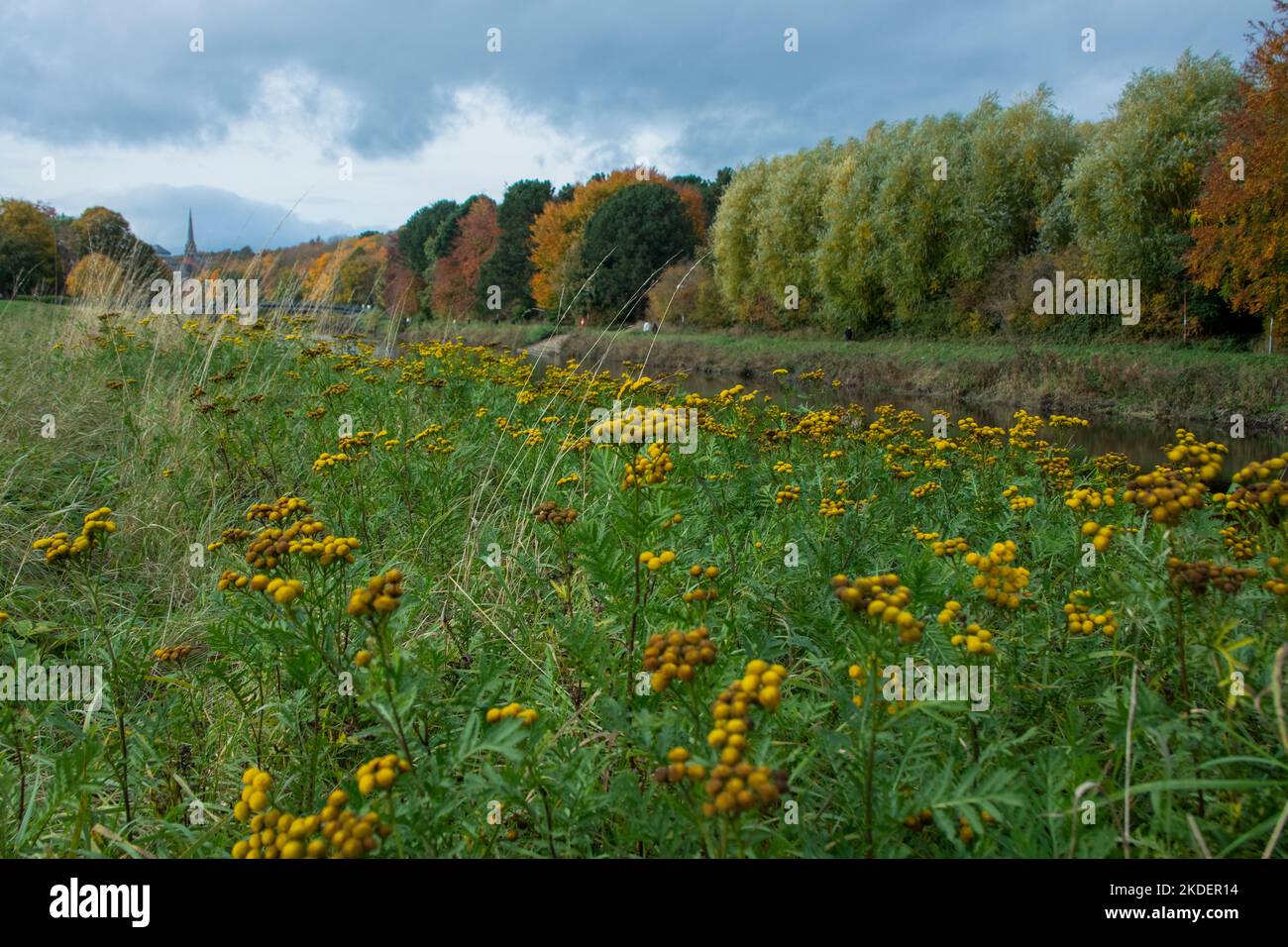 Colore autunnale su The River Wear a Durham City UK Foto Stock