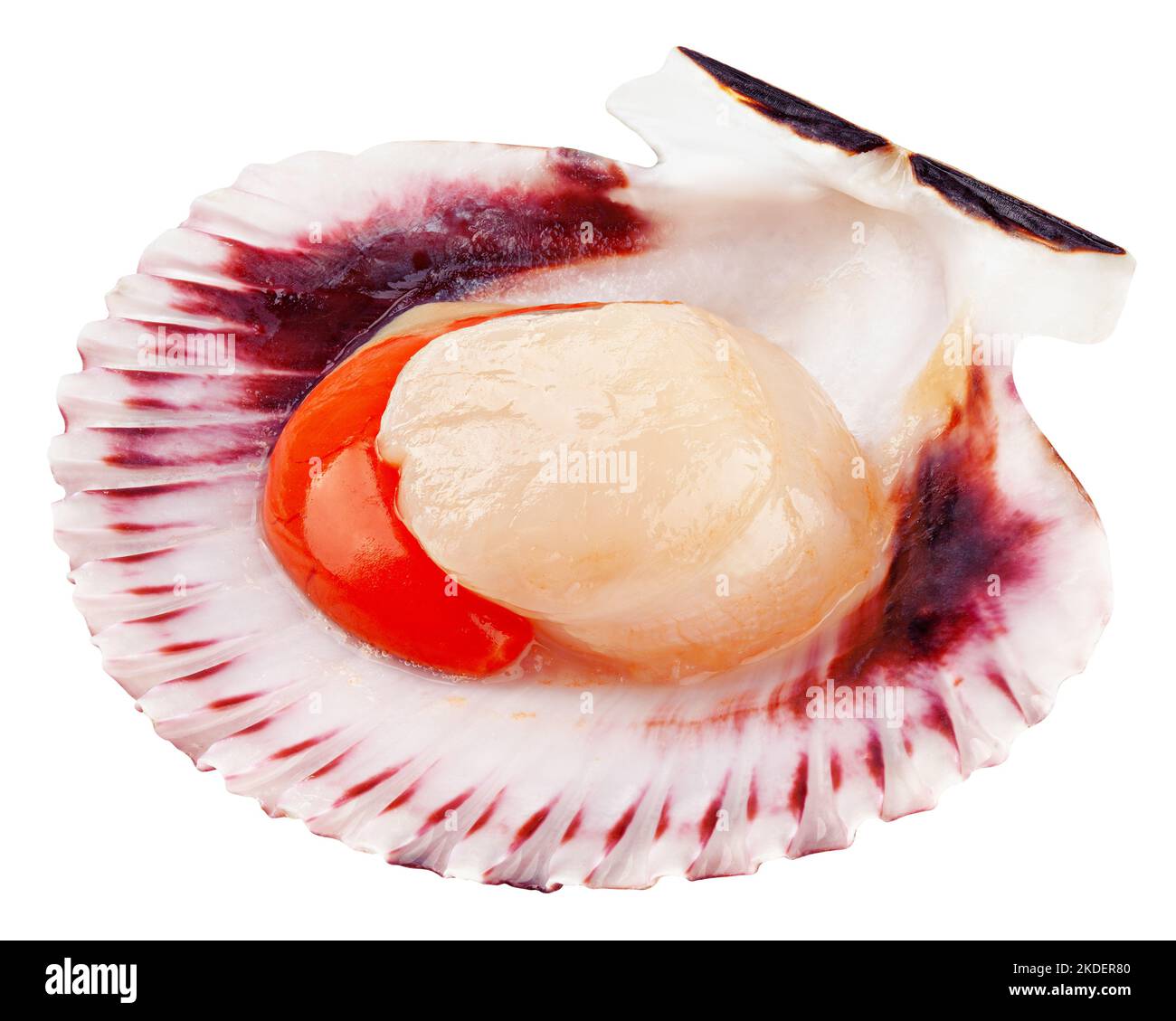 Scalpo di shell grezzo, isolato su sfondo bianco, tracciato di ritaglio, profondità di campo completa Foto Stock