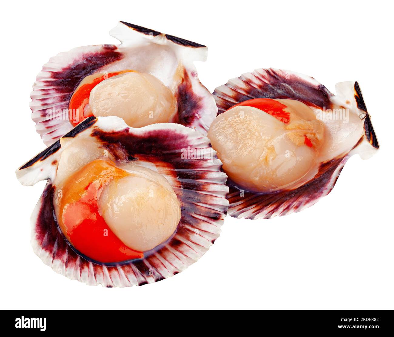 Scalpo di shell grezzo, isolato su sfondo bianco, tracciato di ritaglio, profondità di campo completa Foto Stock