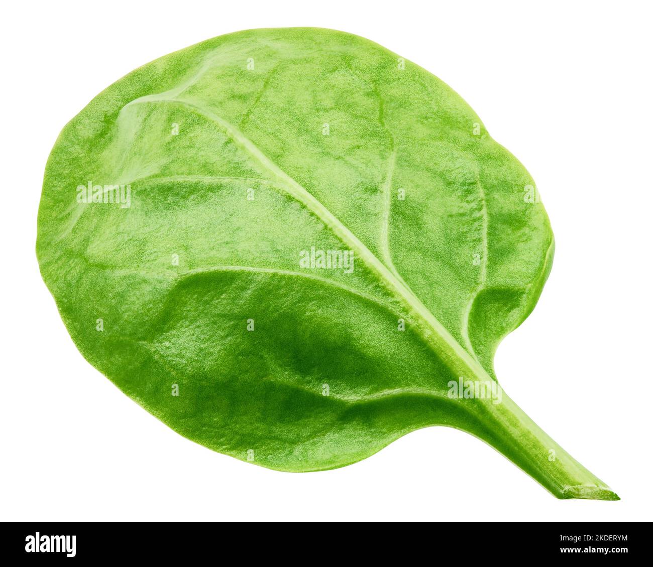 Spinaci isolati su sfondo bianco, percorso di ritaglio, profondità di campo completa Foto Stock