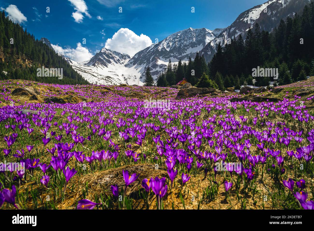 Maestoso paesaggio alpino primaverile, pendio di montagna fiorito con fiori di coccio viola e montagne innevate sullo sfondo, Fagaras montagne, Auto Foto Stock
