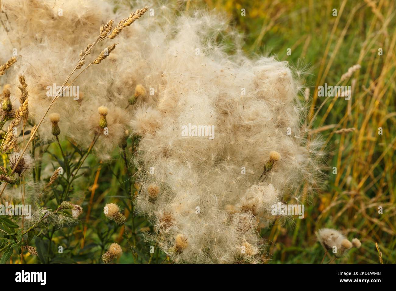 Arvense di Cirsium. Campo con cardo strisciante sbiadito. Fiori selvatici nel campo. Cardo strisciante con teste di semi soffici Foto Stock