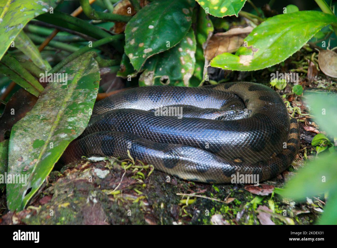 Un anaconda verde selvaggio (Eunectes murinus) la più grande specie di serpente del mondo a riposo nella riserva naturale di Cuyabeno nell'Amazzonia ecuadoriana. L'ana verde Foto Stock